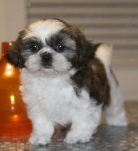 pouty train shih tzu puppies for sale