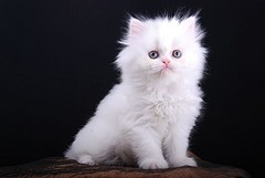 Beautiful Pure white loving Persian Kitten for adoption