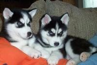 Siberian husky with blue eyes for good home(all papers)