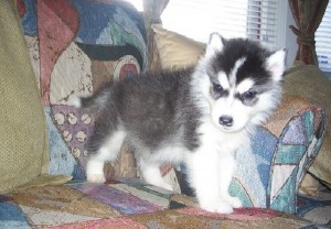 Blue Eyes Siberian Husky puppies for Adoption