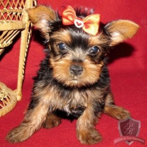 AffectionateTeacup Yorkie Puppies