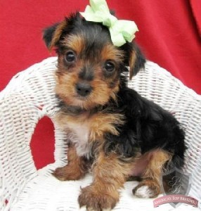 Sweet Tiny  Teacup Yorkie Puppies