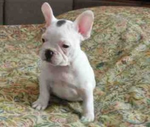 most beautiful French Bulldog Puppies