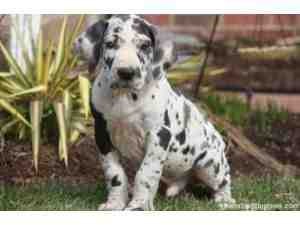 Great Dane puppies for sale!