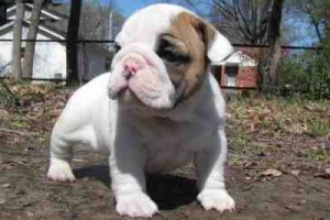 English bulldog,Adorable puppies