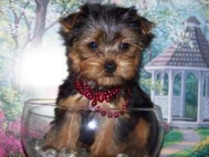 Two Gorgeous teacup yorkie puppies to loving homes