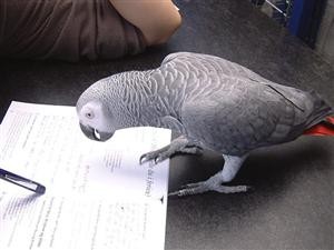 attractive and talking african gray parrots for home adoption