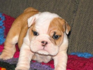 Cute and lonely Engleh bulldog puppies for adoption