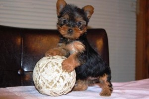 Talanted teacup yorkie puppies for free adoption