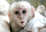 THIS PET CAPUCHIN MONKEY IS FRIENDLY TO KIDS AND READY FOR A GOOD HOME