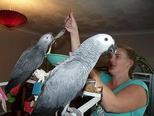 A pair of speaking African Grey parrots ready for adoption
