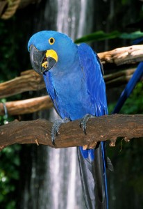 Well Trained Hyacinth Macaw Parrots For Sale