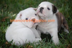 AFFECTIONATE ENGLISH BULLDOG PUPPIES FOR ADOPTION