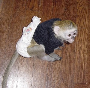 Black &amp; White Capuchin Monkeys For adoption