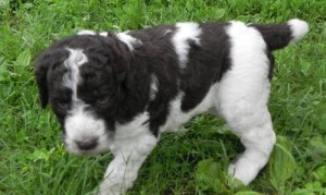 Well Trained Standard Poodle Puppies For Re-Homing.