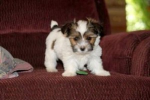 Sweet Little male and female Morkie puppies