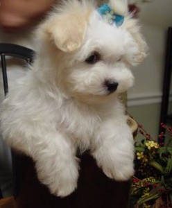 Bichon Frise Puppies For Adoption