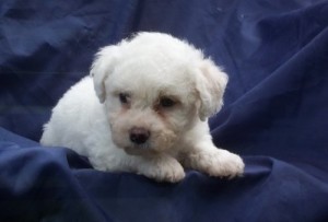 Cute Looking Bichon Frise Puppies For Adoption To Any Good Home.