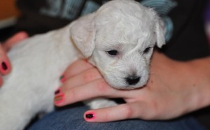 Cute And Lovely Bichon Frise Puppies For Adoption.