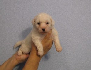 Fun Loving Bichon Frise Puppies For Re-Homing.