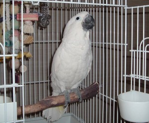 100% Tamed Umbrella Cockatoo babies For Sale