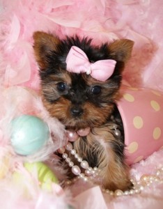 Awesome And Lovely T-Cup Yorkie Puppy For Adoption.