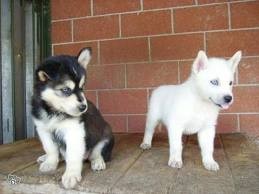 Gorgeous Siberian husky puppies available.