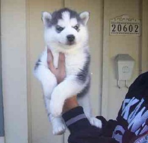 charming blueeyes siberian husky puppies available for good homes