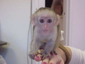 Cute And Adorable capuchin monkey For Adoption 