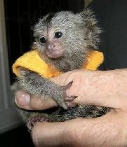 Baby marmoset monkeys for adoption