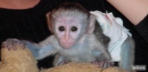 baby capuchin monkey for sale