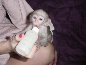 baby capuchine monkey