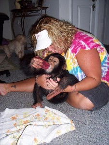 chimpanzee  Baby 8 Weeks Old Avaliable Now!