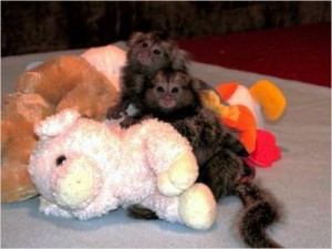 Baby marmoset monkeys for adoption (cassandraandfriends@yahoo.com)