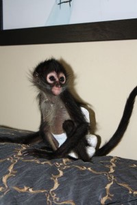 Spider Monkey for adoption 