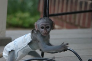 Cute baby Capuchin Monkey For  Adoption