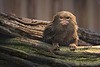 adorable Pygmy Marmosets monkeys