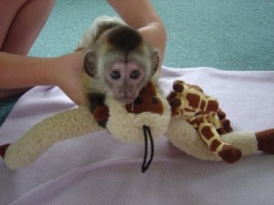 Healthy Capuchin,Marmoset,squirrel and Spider monkeys available.