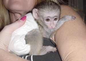 Pets- baby monkeys for adoption(bishop.samuel62@yahoo.com)