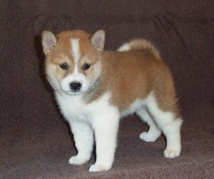 Lovely Shiba Inu Puppies for rehoming